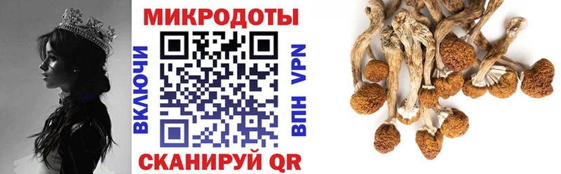 закладка  Электрогорск  Псилоцибиновые грибы Magic Shrooms 